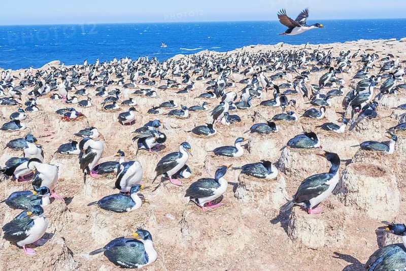 Imperial shags
