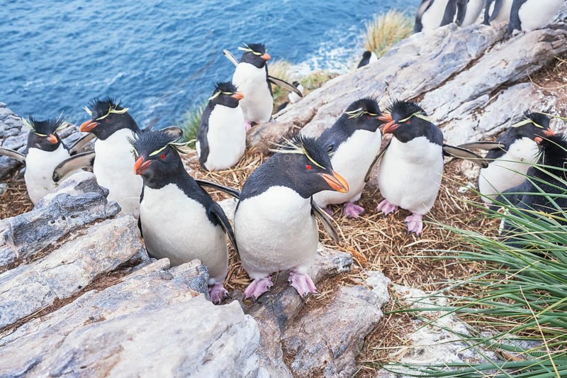 Group of rockhopper penguins
