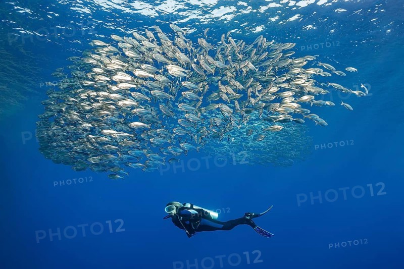 Diver observes shoal of five-striped tails