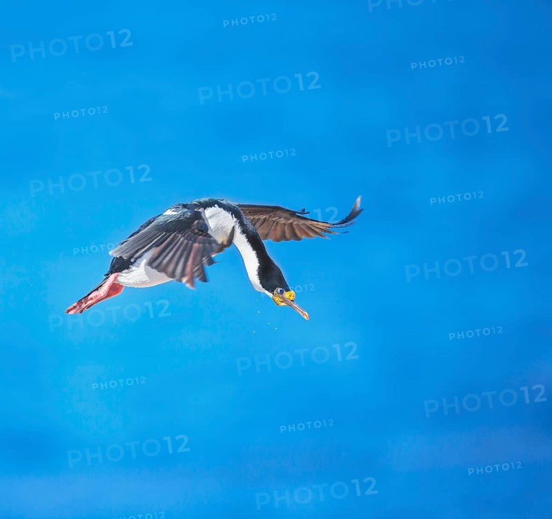 Imperial shag