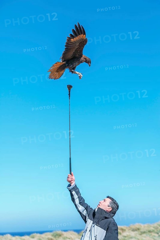 Striated Caracaras