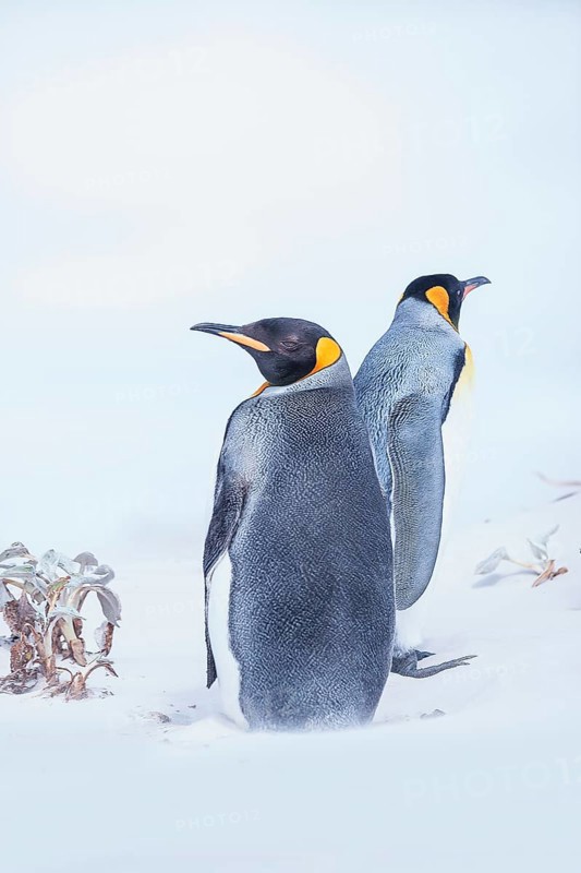King penguins