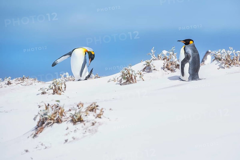 King penguins