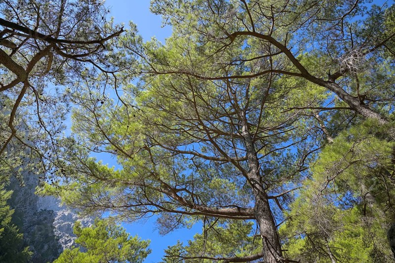 Pine trees