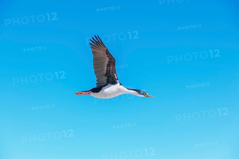 Imperial shag