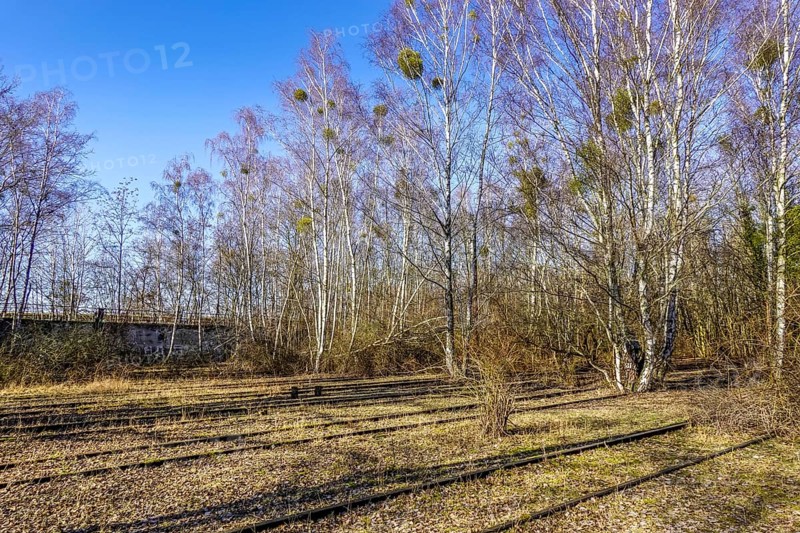 Birch trees