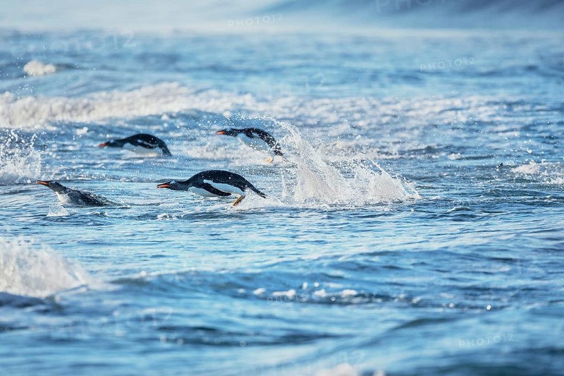 Gentoo penguins