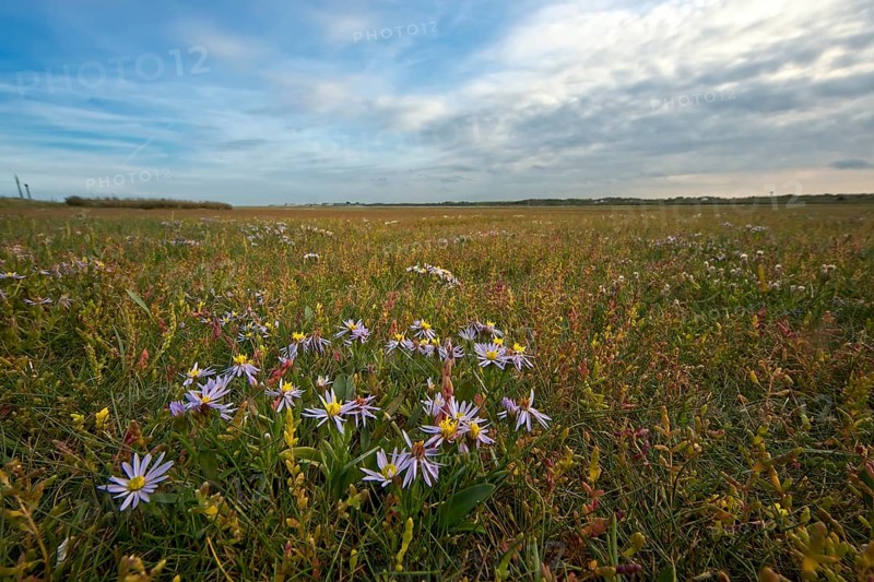 Sea aster