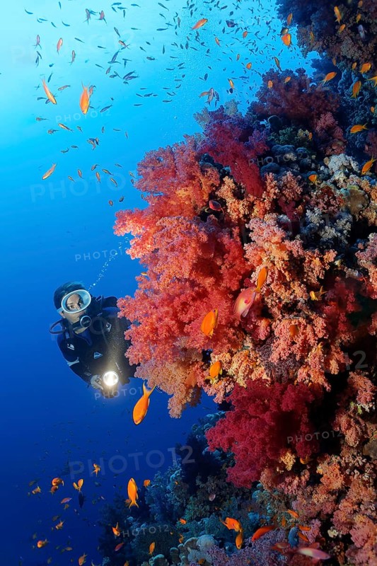 Diver on coral reef wall looking at multicoloured klunzinger's soft coral
