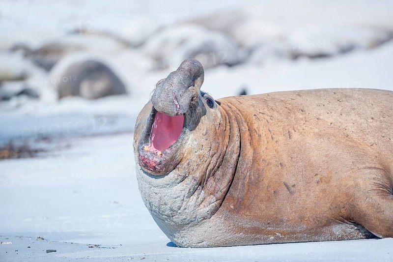 Southern elephant seal