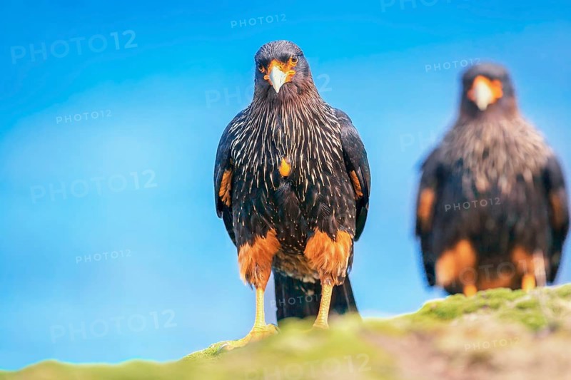 Striated Caracara