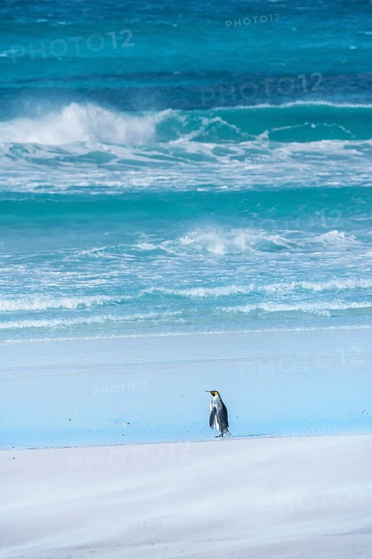 King Penguin