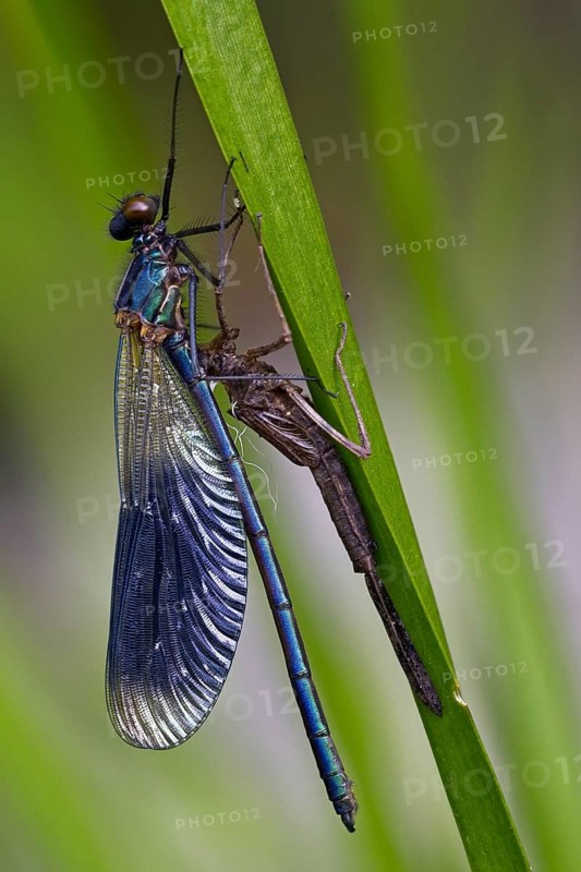 Banded demoiselle