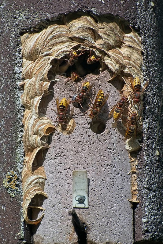 European hornets