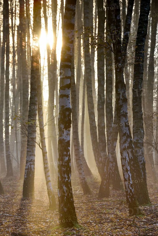Sand birch