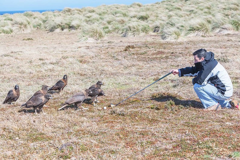 Striated Caracaras