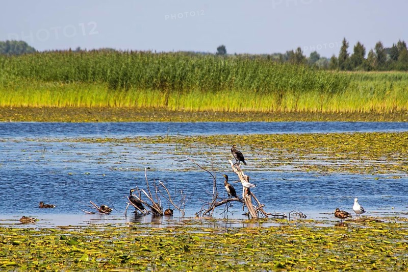 Waterfowl