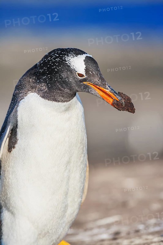 Gentoo penguin