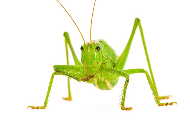 Green grasshopper