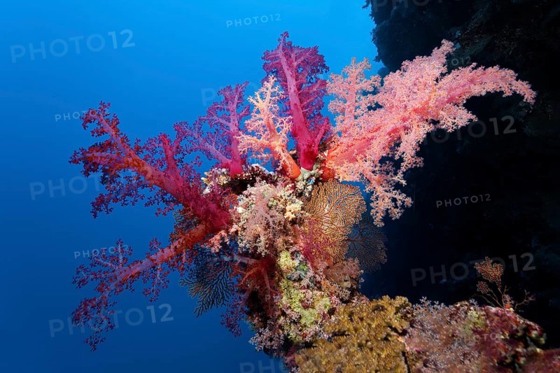 Klunzinger's soft coral