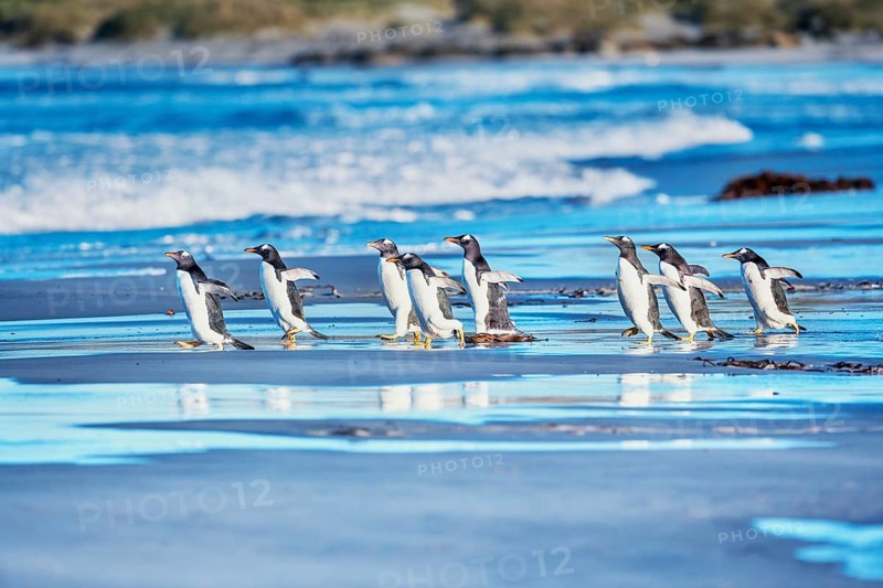 Gentoo Penguins