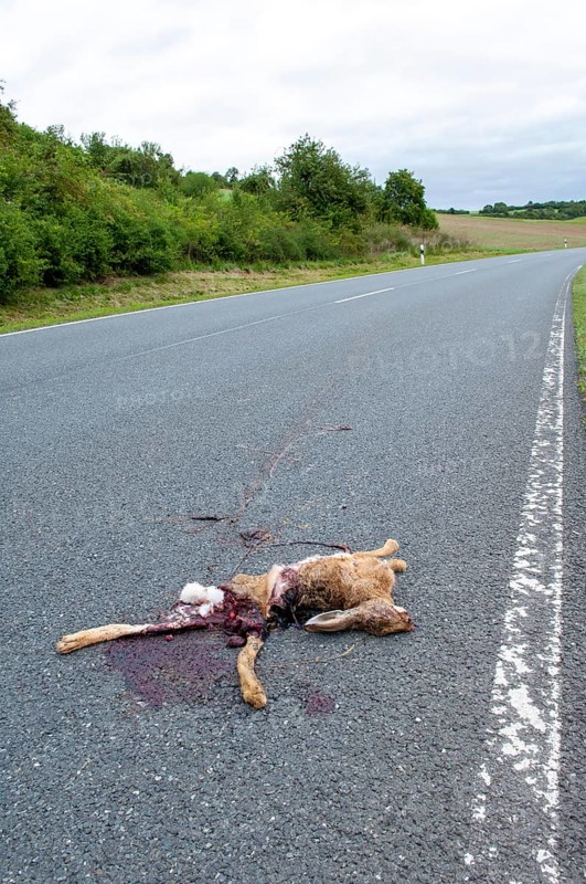 Road Kill