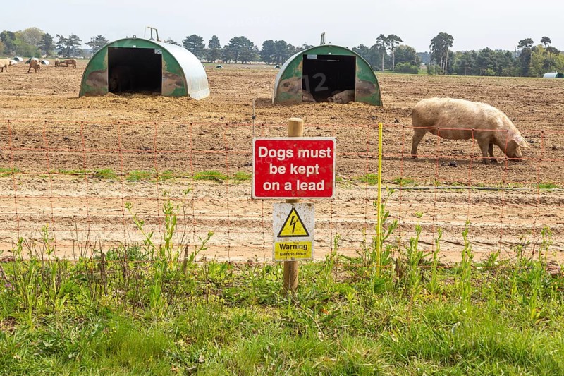 Sign by free range pig farm Dogs must be kept on lead