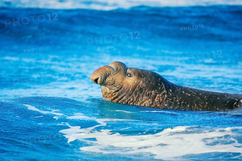 Southern elephant seal