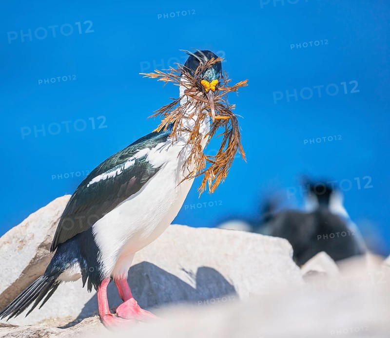Imperial shag