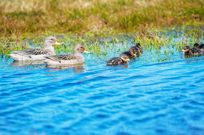 Yellow Billed Pintail ducks