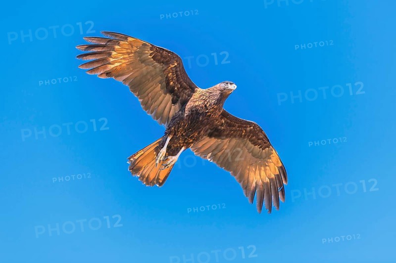 Striated Caracara