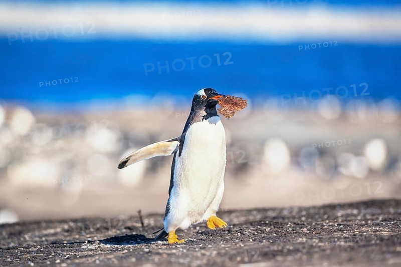 Gentoo penguin
