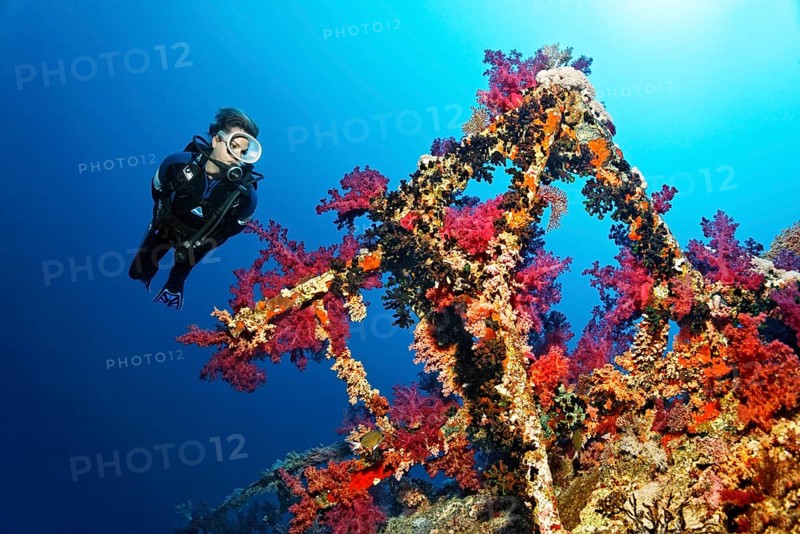 Diver looking at superstructure with klunzinger's soft corals