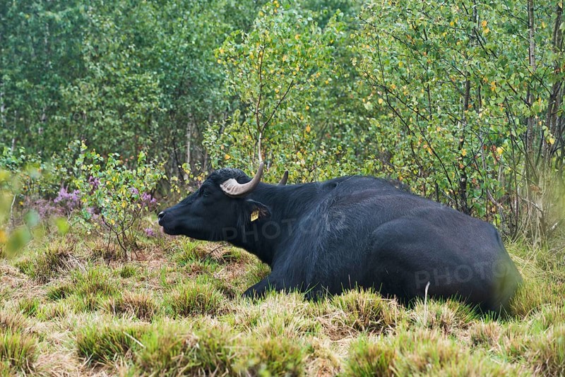 Water buffalo