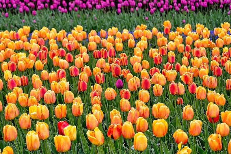 Single purple tulip in a field of orange tulips