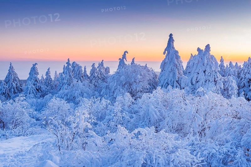 Snow Covered Conifers Trees at Dawn. Winter
