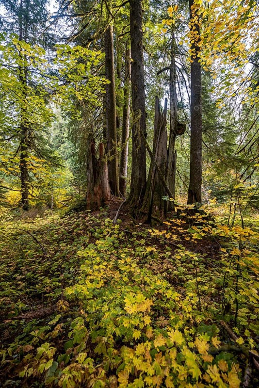 Autumn forest with western red cedar