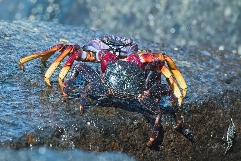 Red rock crab