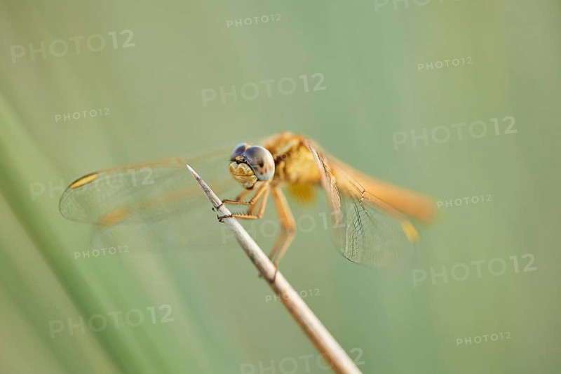 Red-veined darter