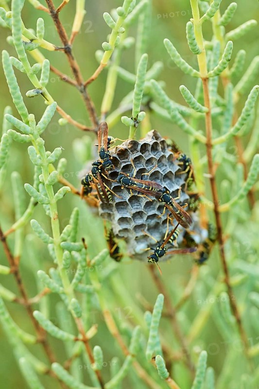 Wasps