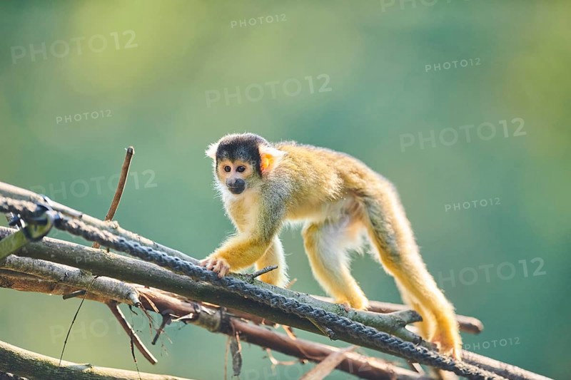 Common squirrel monkey