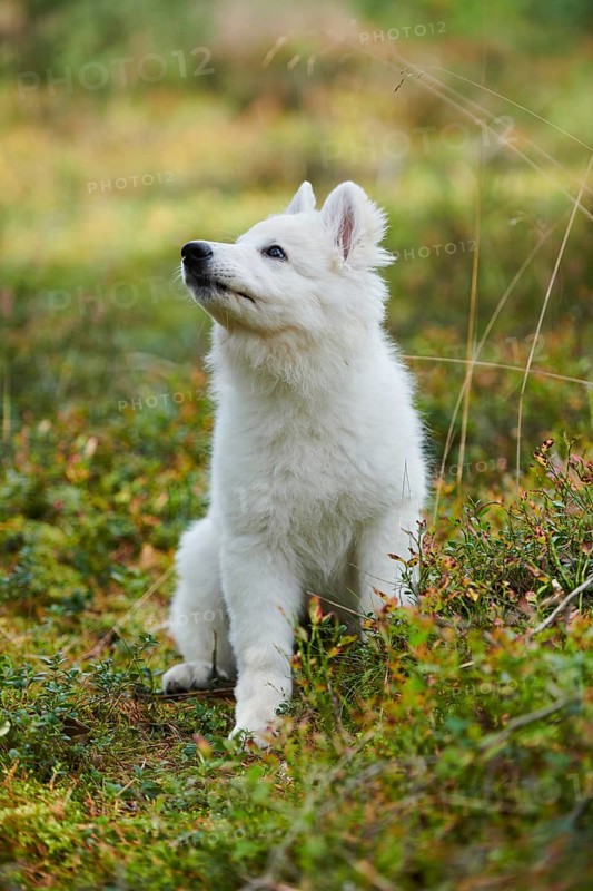 White Swiss Shepherd Dog