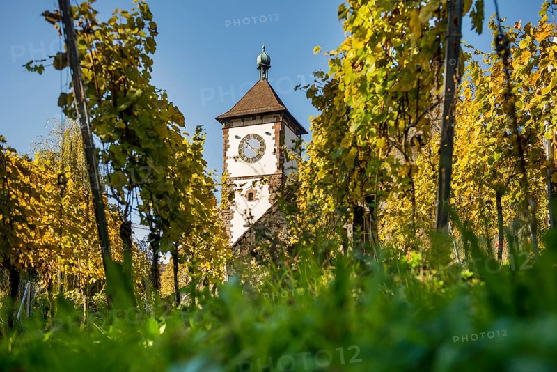 Vineyard in autumn with Schwabentor