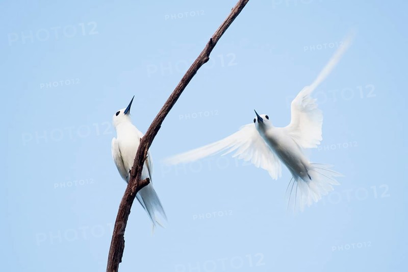 White terns