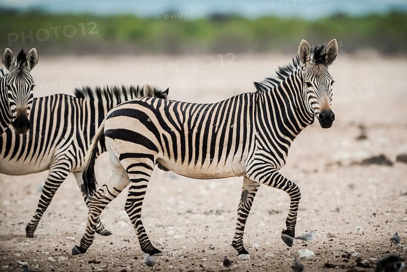 Hartmann's mountain zebra