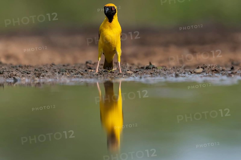 Southern masked weaver