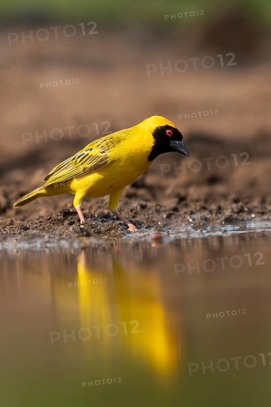 Southern masked weaver