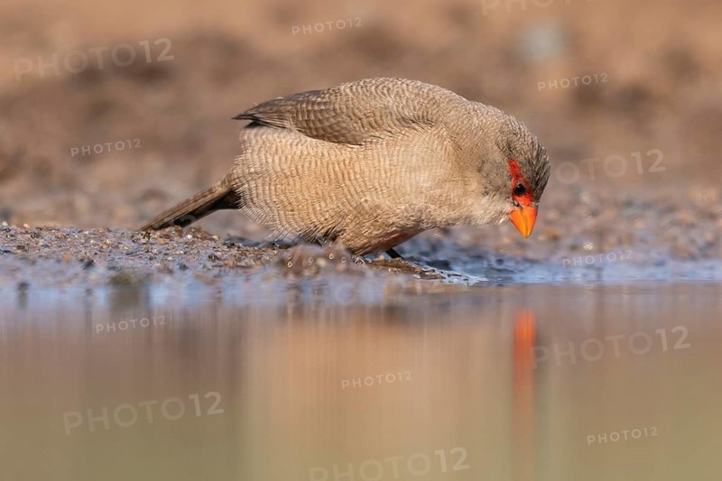 Common waxbill