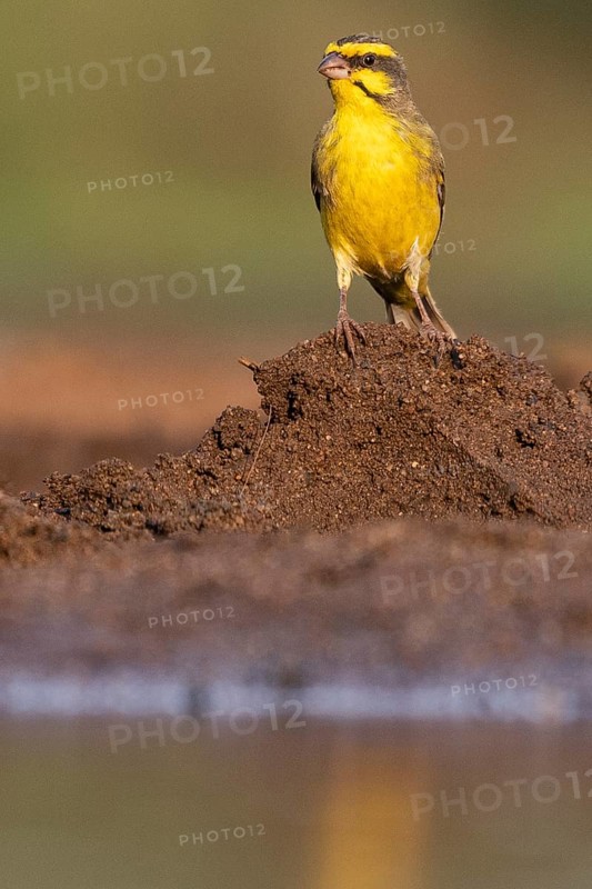 Yellow-fronted canary