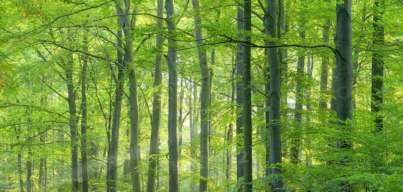 Sunny beech forest in the warm light of the morning sun